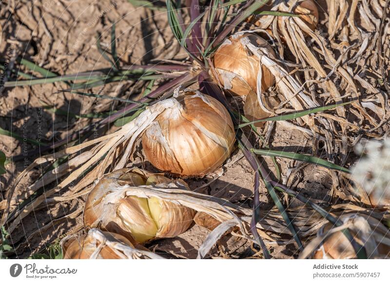 Harvest-ready onions in Castilla La Mancha farmland harvest soil castilla la mancha agriculture ripe dried foliage field crop bulb vegetable cultivation