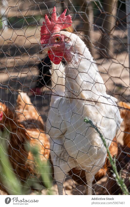 Rooster behind wire fencing in Spanish farm rooster poultry wire fence comb white red castilla la mancha spain agriculture livestock farm animal coop outdoor