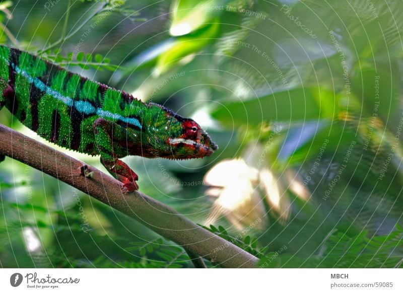 Hunting Madagascar Panther Green Red Black White Stripe Going Pattern Colouring Leaf Animal chameleon Blue Climbing Prongs ats Wild animal