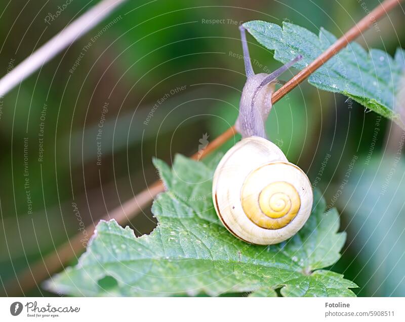 Sporty, this little snail. Crumpet Snail shell Animal Nature Slowly creep Slimy Small Mollusk Yellow Green Leaf straw Exterior shot Brown Feeler