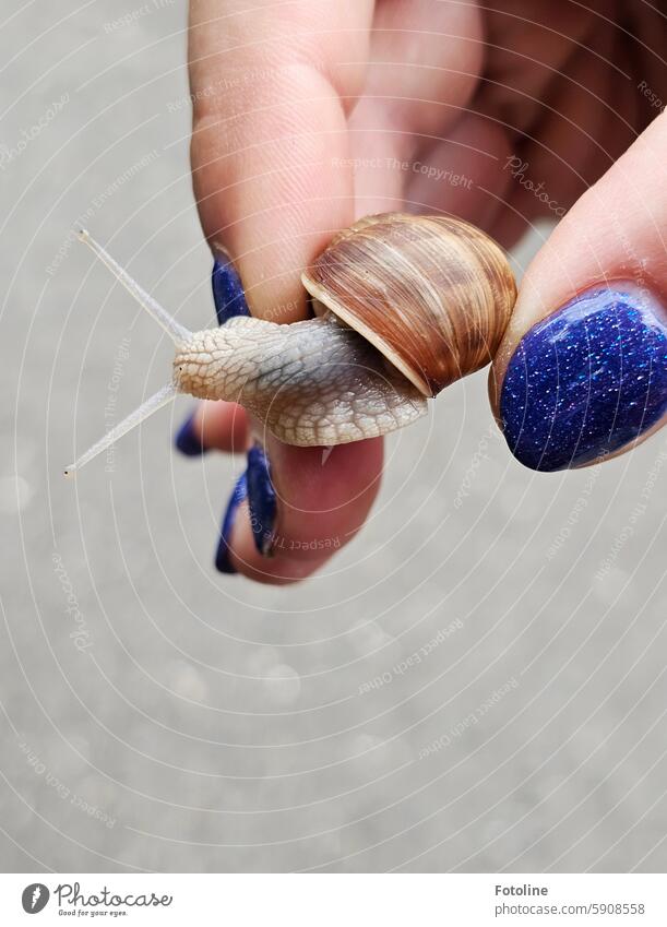 Snail rescue operation! escargot Crumpet Snail shell Animal Feeler Close-up Brown Small Slimy Shallow depth of field Mollusk Fingers Fingernail fingernails