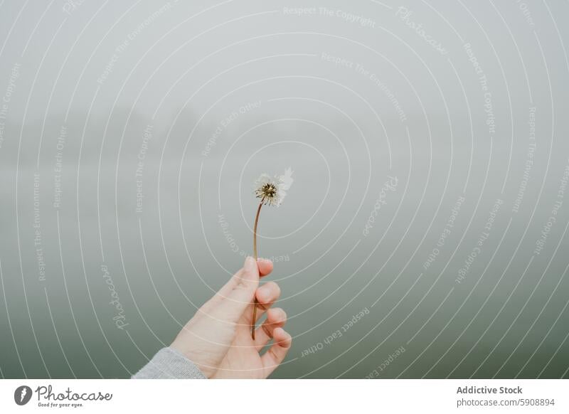 Hand holding a dandelion in foggy landscape hand mist tranquility isolation nature close-up serenity peace outdoor grey green plant calm detail person