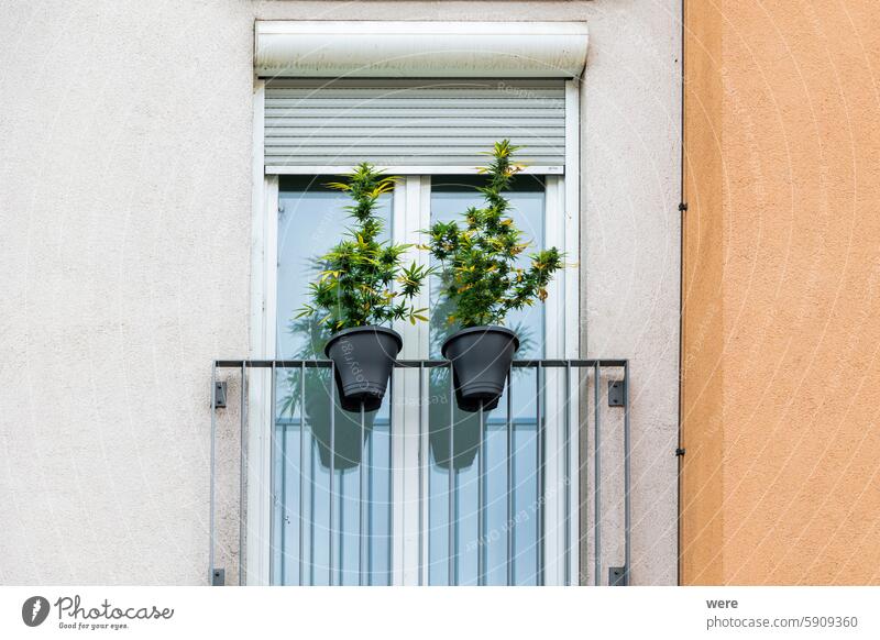 Two cannabis plants in grey plastic buckets on a railing in front of a window in the city of Augsbur Architecture Augsburg