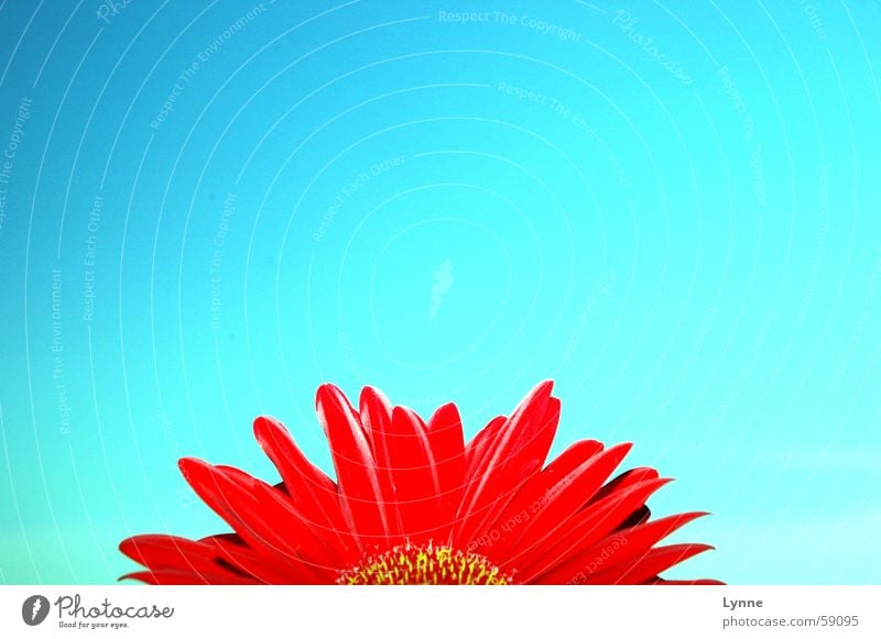 Gerbera 2 Red Spring Summer Flower Blue Sky Beautiful weather Multicoloured