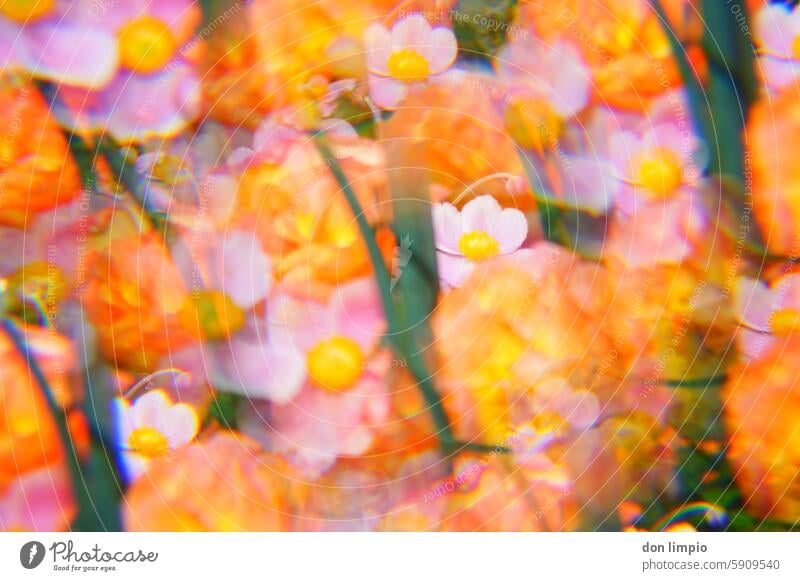 autumn anemone Flower Plant Blossom Blossoming blurriness Anemone Shallow depth of field Delicate pretty Nature Deserted Close-up Harmonious prismatic