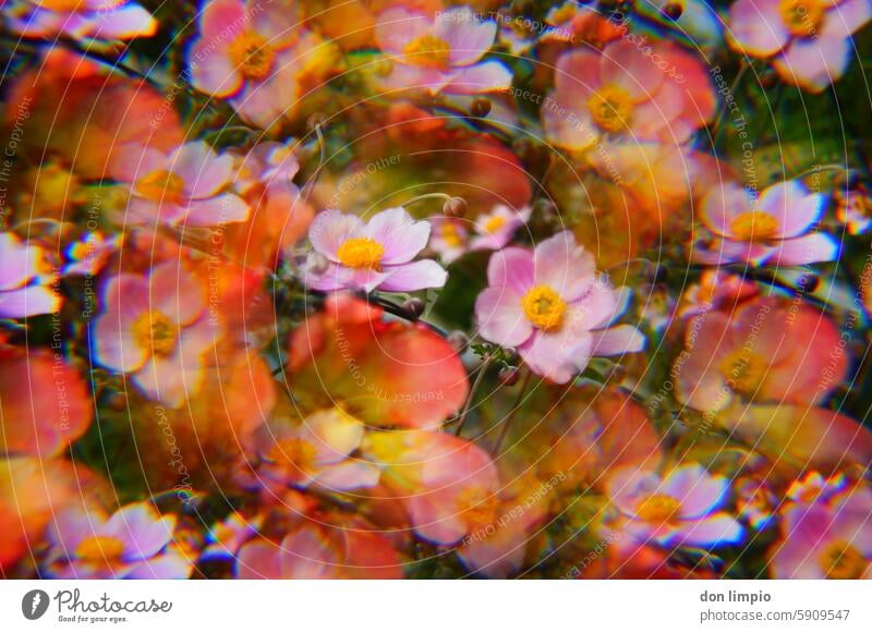 autumn anemone Autumn Anemone Plant Flower Blossom Garden Blossoming blurriness Close-up Pink Shallow depth of field Nature Colour photo Detail Delicate pretty