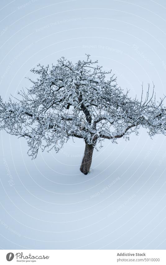 Single tree blanketed with snow in serene Swiss landscape winter switzerland nature tranquility isolated silent beauty cold white outdoors solitude simplicity