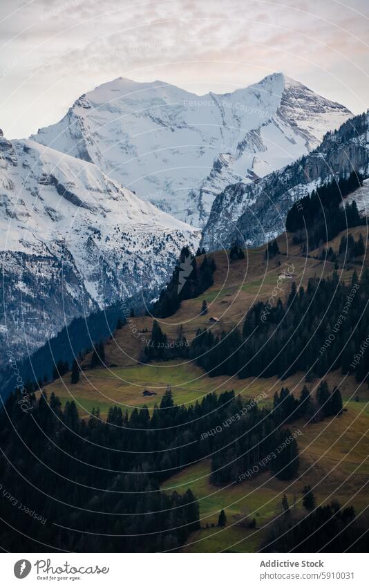 Winter landscape of snowy mountains and forest in Switzerland switzerland winter serene scenic tranquility beauty lush green hill peak view nature outdoor cold