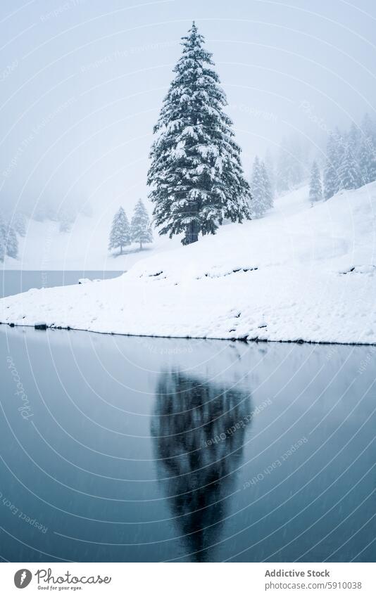 Snowy landscape with reflective tree in Switzerland switzerland winter snow reflection lake serene foggy cold nature tranquil snowy outdoor scenic beauty white