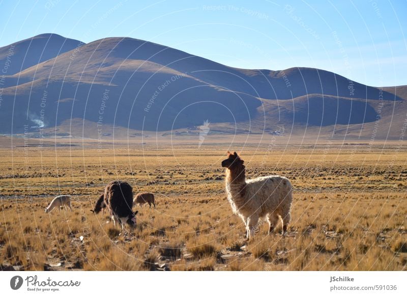 lama shooting Calm Vacation & Travel Tourism Adventure Far-off places Freedom Expedition Nature Landscape Grass Bushes Wild plant Mountain Andes Steppe