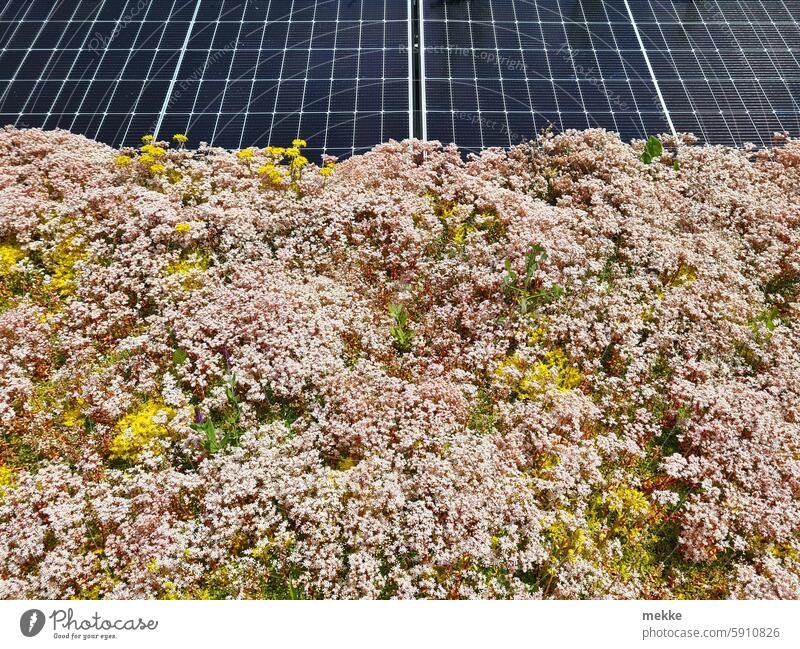 Symbiosis on the roof roof greening Roof Building flowers blossoms sea of blossoms carpet of flowers Summer heyday Environment Solar system Renewable energy