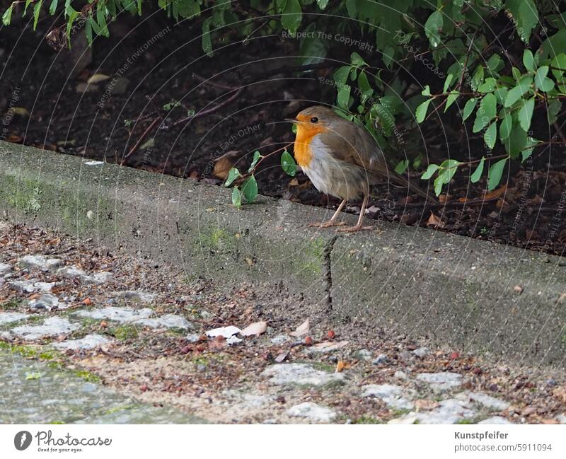 Rotkehlchen schaut aus dem Gebüsch hervor auf den Bürgersteig bürgersteig Stadtvogel heimische Natur urban bunt Grün tier gefieder Vogelwelt sitzen natur