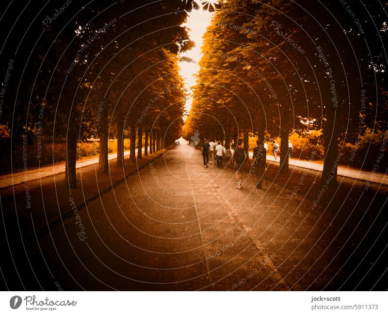 Tree avenue for pedestrians tree-lined avenue Environment Deciduous tree Street Lanes & trails Depth of field Contrast Silhouette Symmetry Copy Space bottom