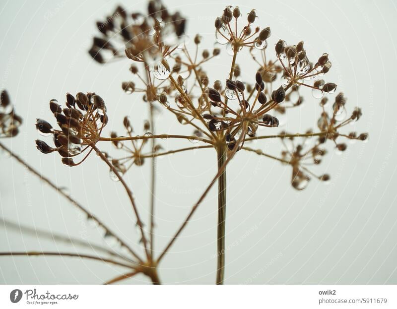 cucumber herb Dill Dill weed Plant Agricultural crop Nature Fragile Transience Many Environment Macro (Extreme close-up) Close-up Detail Structures and shapes