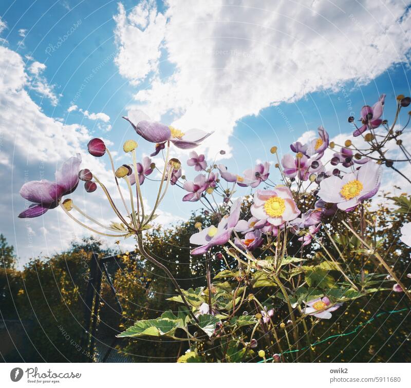 Anemonae Autumn Anemone Fragile vegetation Colour photo anemone stalks Plant Flash photo Blossoming Blossom leave Crowfoot plants Decoration Beautiful weather