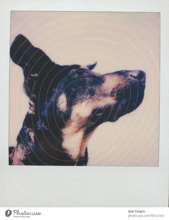 Polaroid portrait of the dog Dog Animal Animal portrait Exterior shot Colour photo Observe breed of dog Head animal Pet Day young portrait photograph head brown