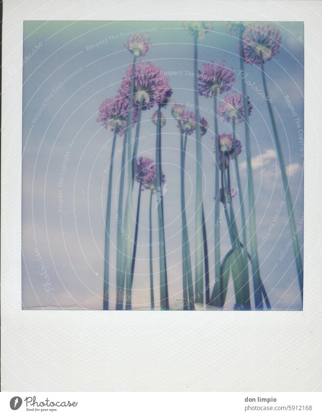 flowers Polaroid Exterior shot Day Deserted Colour photo Copy Space bottom Plant Nature Environment Shallow depth of field Blossom naturally Close-up Growth