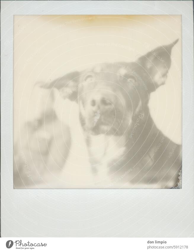 Dog portrait Pet Animal portrait Exterior shot Animal face Polaroid Looking Close-up Day Shallow depth of field Looking into the camera Copy Space bottom