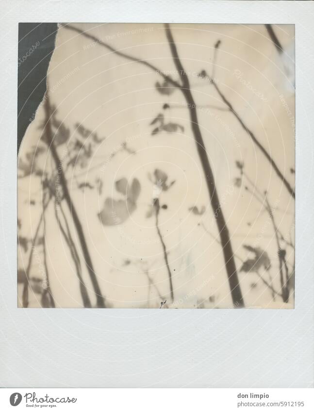 Fig tree in fall Tree Fig leaf Exterior shot Deserted Day Black & white photo Polaroid Plant Copy Space bottom Close-up