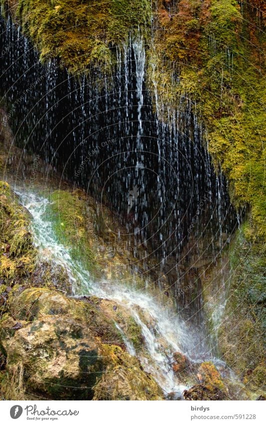 wetland Nature Water Drops of water Moss Waterfall Cave Rock To fall Esthetic Fresh Wet Positive Movement Exotic Idyll Pure Dripping Wetlands Eifel