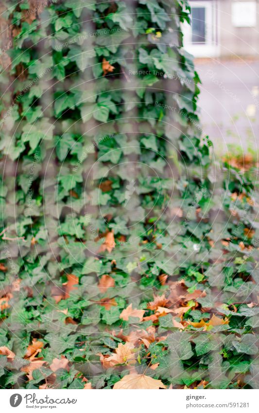 Cologne UT | Pascha | Behind the Iron Curtain Environment Nature Plant Autumn Leaf Foliage plant Brown Gray Green Grating Fence Diffuse Tendril Transparent Many