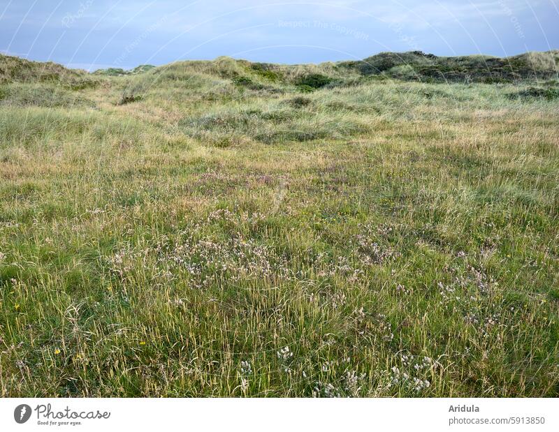 Shallow dune meadow on the North Sea Meadow grasses flowers Sky Easy duene Hill Landscape Summer Nature coast Vacation & Travel Marram grass Denmark