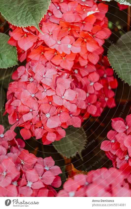 Hydrangea Flowers in the Garden hydrangea pink garden summer flower beautiful white colorful plant leaf spring bush park petal head shrub blossom bloom closeup