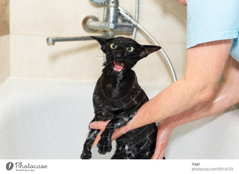 Black funny cat wet in bath black wash afraid pet water bathtub shower purebred oriental black oriental cat animal domestic cute feline kitten adorable unhappy