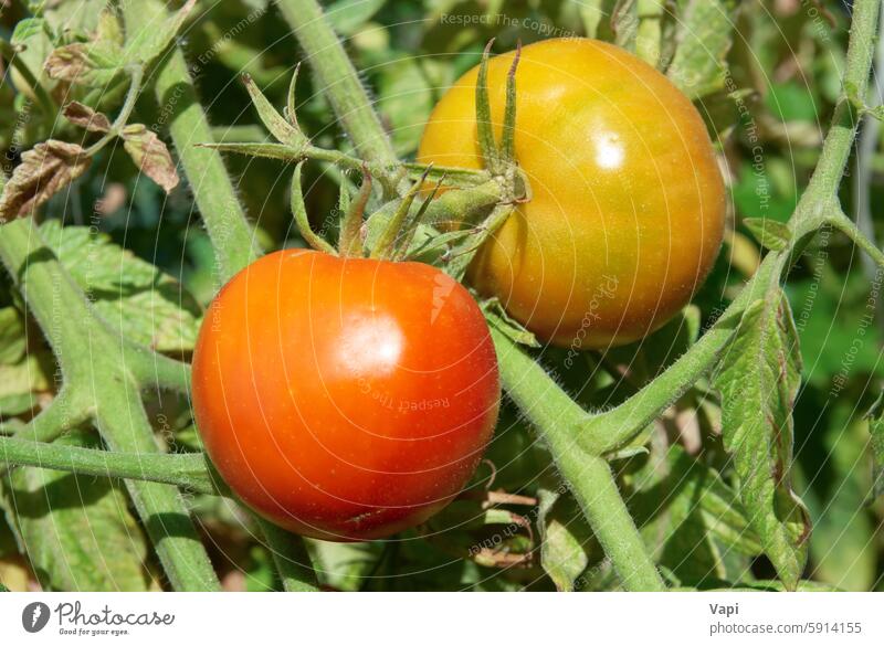 Red tomatoe and yellow tomato red green leaf food vegetable fruit nature background plant agriculture branch bright cherry color crop delicious detail eat farm