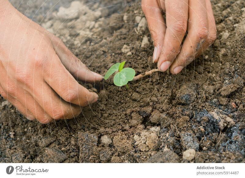 Planting young hibiscus shoots in fertile soil plant hand nurture garden growth transplant leaf earth care dirt seedling outdoor nature cultivation agriculture