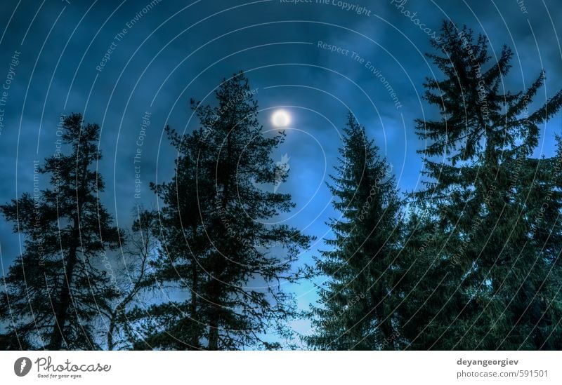 Pines at night Sun Winter Snow Mountain Hallowe'en Nature Landscape Sky Moon Fog Tree Forest Pond Lake Dark Wild Blue background Dusk Fantasy light Moonlight