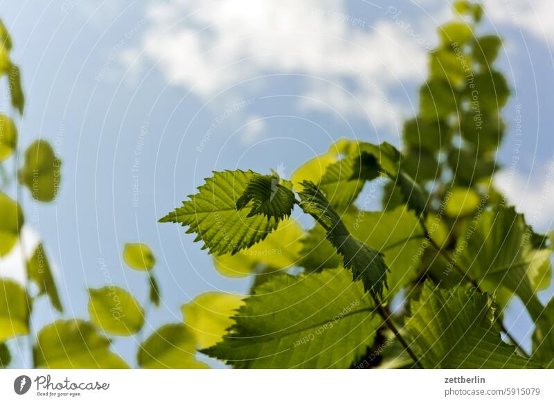 Hazelnut leaves blossom Blossom Dark Twilight Relaxation awakening holidays Garden Hedge Sky allotment Garden allotments bud Deserted neighbourhood Nature Plant