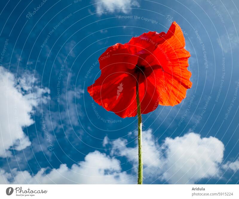 Poppy parasol Blossom Flower Poppy blossom Red Summer Plant Worm's-eye view Blue sky Clouds Sun Light Sunlight petals