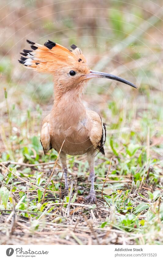 Eurasian Hoopoe foraging in natural habitat eurasian hoopoe bird wildlife nature feather plumage bill vegetation beak avian ground colorful crest orange black