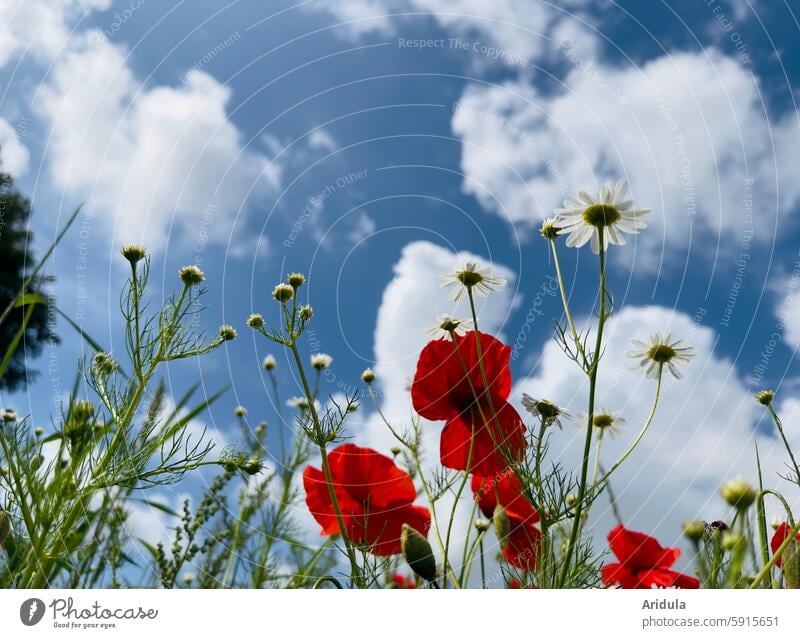 Poppies and field chamomile against a blue sky with white clouds Poppy poppy flower poppies Red Flower blossoms Meadow Summer Wild plant Blossom Landscape Plant