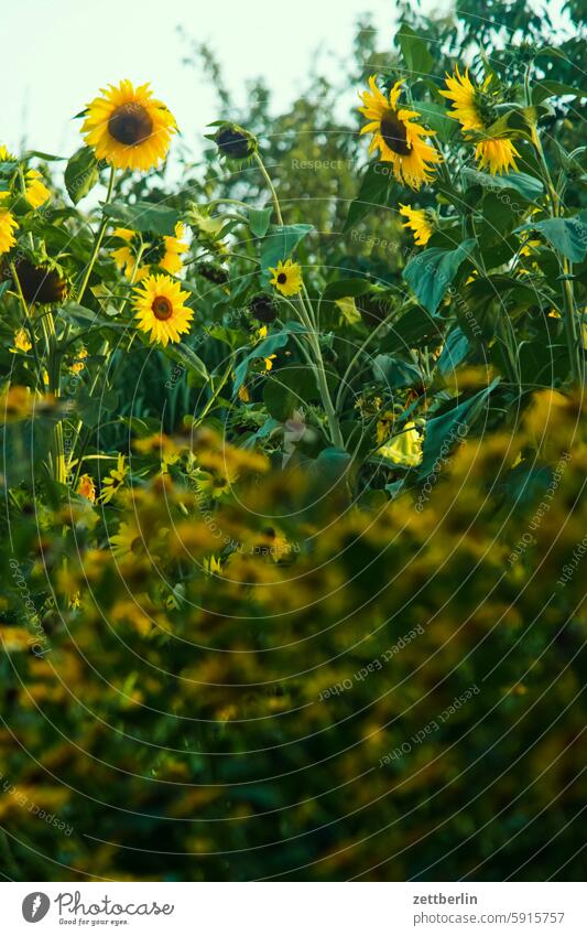 Sunstorm in front, sunflowers behind blossom Blossom Dark Twilight Relaxation holidays Garden Hedge allotment Garden allotments Deserted neighbourhood Nature