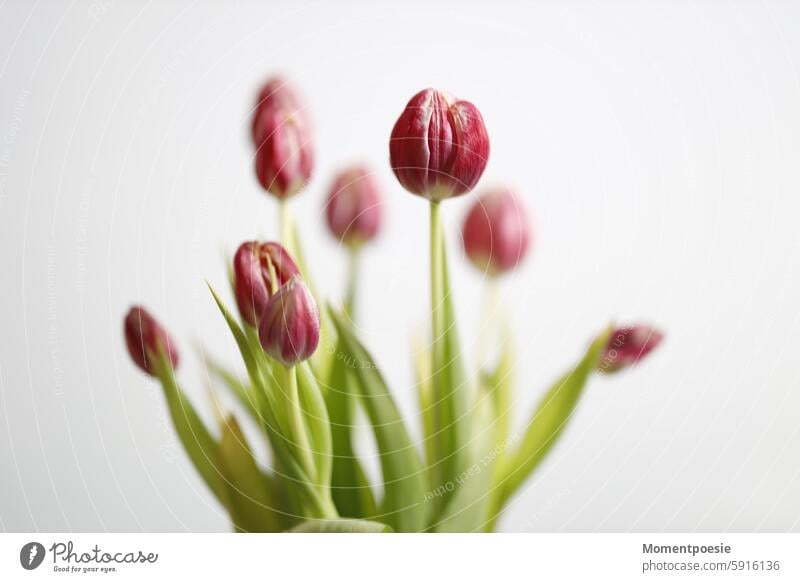 tulips Spring Red Green Blossom Flower Tulip flowers Plant Bouquet Tulip blossom Colour photo Blossoming Spring fever Mother's Day Nature Decoration Tulip field