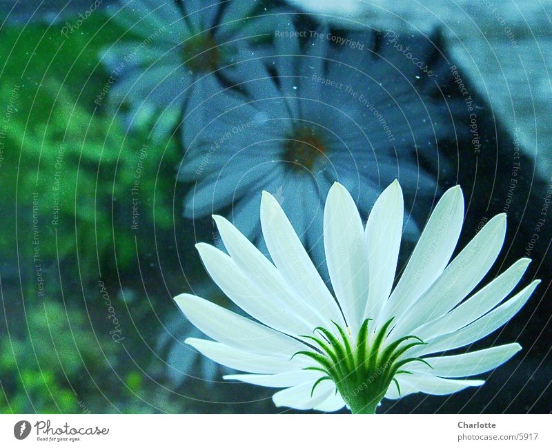 Mirror, mirror Flower Window Reflection Photographic technology