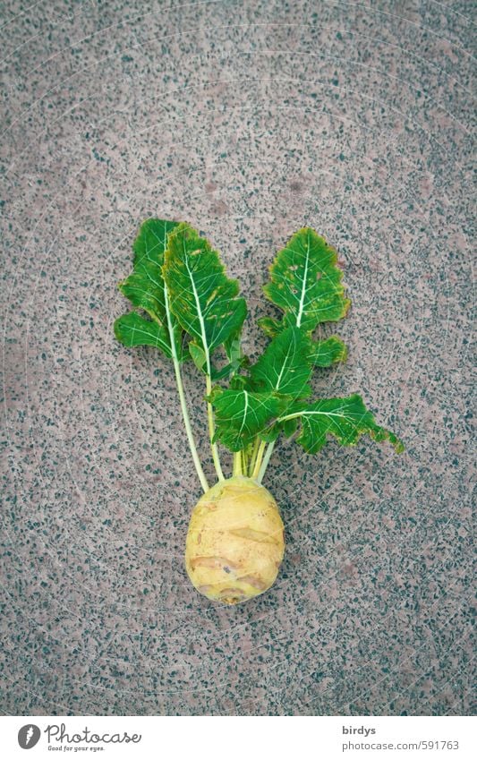 simply Kohlrabi Vegetable Esthetic Positive Yellow Gray Green Quality 1 Delicious Organic produce Leaf Healthy Eating Asphalt Fresh Colour photo Exterior shot