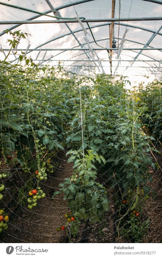 #A0# Greenhouse Greenhouse production tomatoes Vegetable Garden Gardening Organic Plant Tomato Agriculture Food Harvest Growth Fresh waxing vegetarian reap