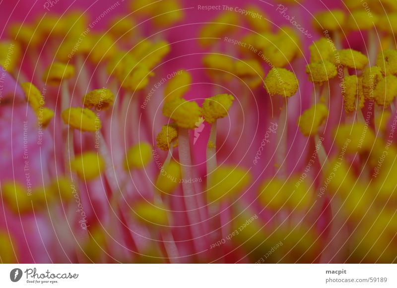 Camelia very close Flower Yellow Pink Blossom Near Plant Summer Spring camellia Pollen Macro (Extreme close-up) Detail