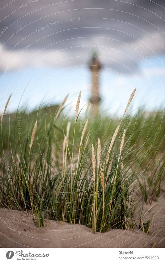 marram grass Landscape Sand Clouds Summer Plant Grass Coast Baltic Sea Blue Yellow Green Lighthouse Warnemünde Beach dune Colour photo Exterior shot Deserted