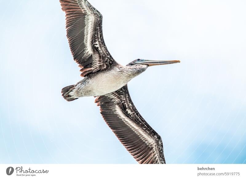 I hope he doesn't poop on my head Wanderlust pretty Fantastic Exceptional San Francisco USA Americas Pelican Freedom Flying Sky Vacation & Travel Bird