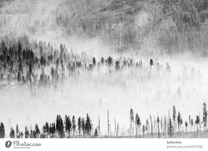 cloud forest Black & white photo trees Shadow Fog Tree trunk silent Nature Forest pretty Mysterious USA Americas California Yosemite National Park yosemite