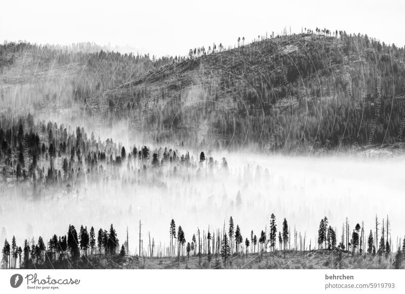 walk in the mist Black & white photo trees Shadow Fog Tree trunk silent Nature Forest pretty Mysterious USA Americas California Yosemite National Park yosemite