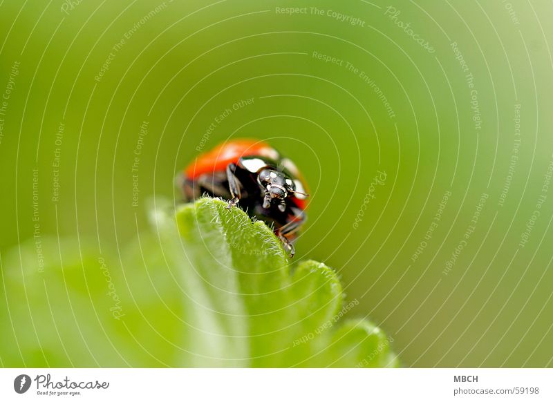 On wanderings Ladybird Feeler Leaf Green White Black Legs Animal Insect Beetle Orange Prongs