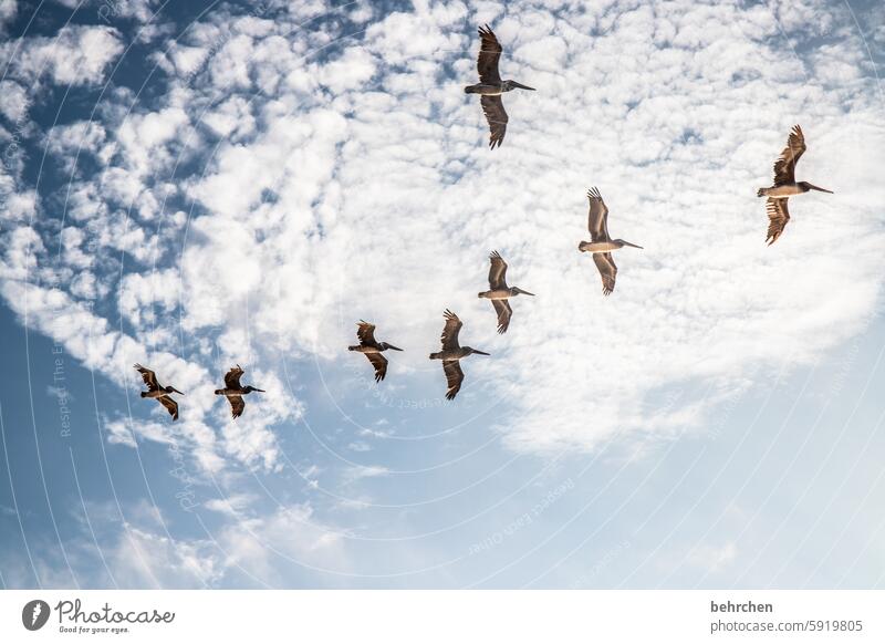 fluttering imprisonment Clouds Wanderlust pretty Fantastic Exceptional San Francisco Americas Dream Pelican USA Freedom Flying Sky Vacation & Travel Bird