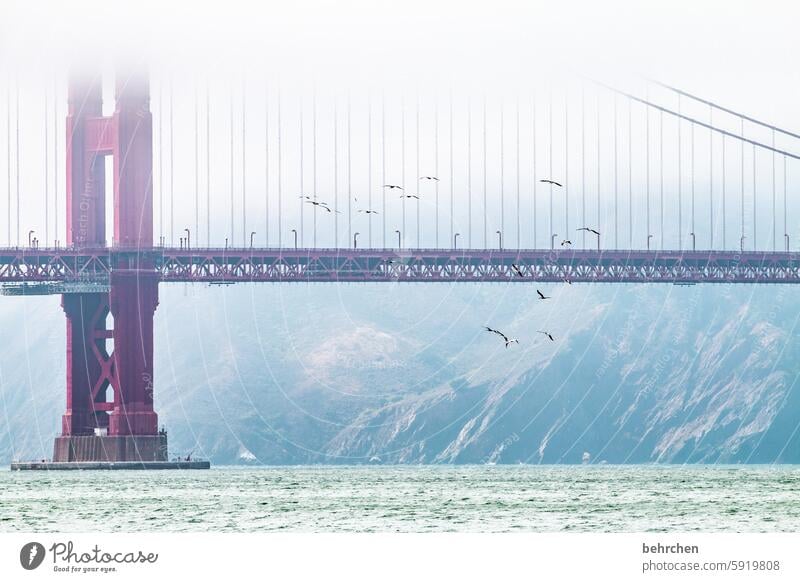 shrouded California Attraction Tourist Attraction Architecture Bridge Landmark Golden Gate Bridge Fog Exceptional Fantastic USA San Francisco Pelican Sky