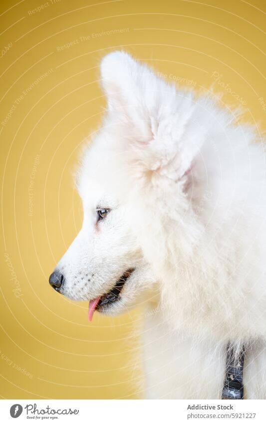 Close-up of a fluffy white Samoyed dog on yellow background samoyed profile animal pet canine domestic fur mane tongue eye nose studio photograph portrait