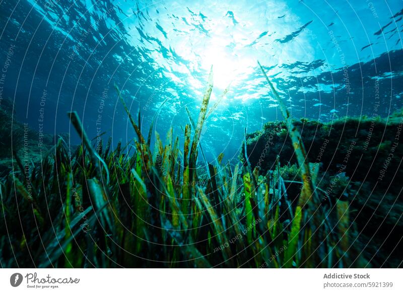 Bottom of sea with plants and coral ocean reef sunlight picturesque lush green nature grow underwater transparent bright blue environment marine botany